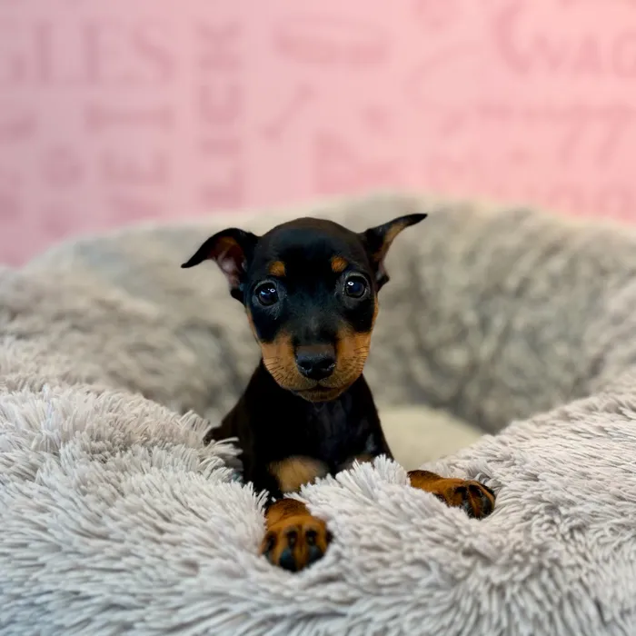 Female Min Pin puppy named Blue for sale at Waggles Dayton.