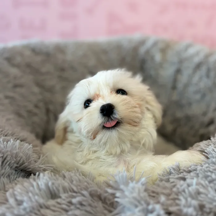 Male Maltese puppy named Scotty for sale at Waggles Dayton.
