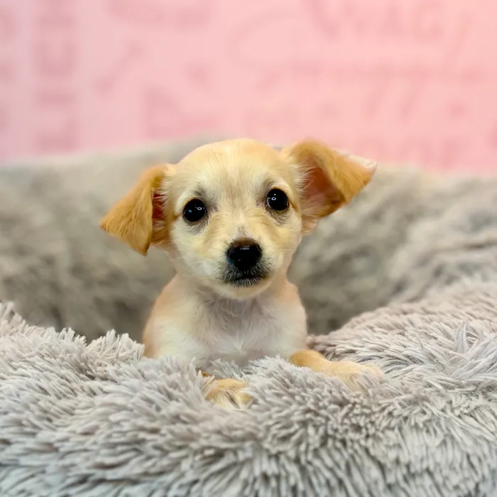 Female Chihuahua puppy named Ricotta for sale at Waggles Dayton.
