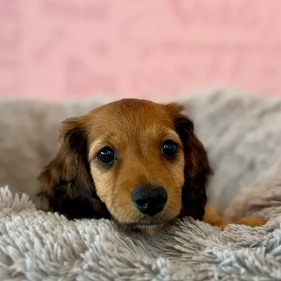 Male Dachshund puppy named Peanut for sale at Waggles Dayton.