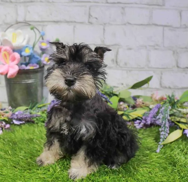 Female Mini Schnauzer puppy named Sable for sale at Waggles Dayton.