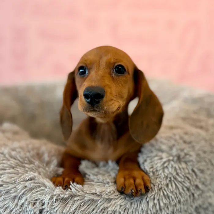 Male Dachshund puppy named Apple for sale at Waggles Dayton.