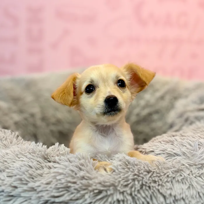 Female Chihuahua puppy named Ricotta for sale at Waggles Dayton.