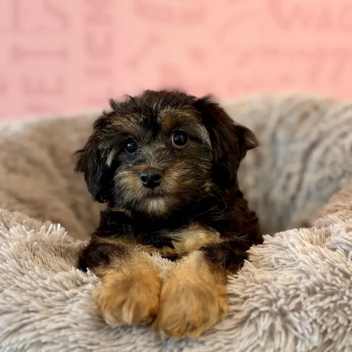 Male Yorkie-Poo puppy named Gordon for sale at Waggles Dayton.