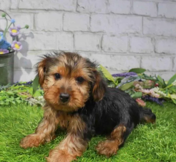 Male Yorkie puppy named Provolone for sale at Waggles Dayton.