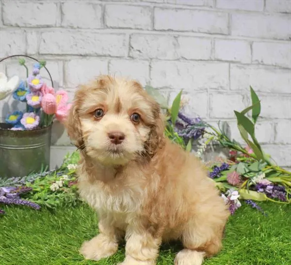 Female Cavapoo puppy named Lemon for sale at Waggles Dayton.