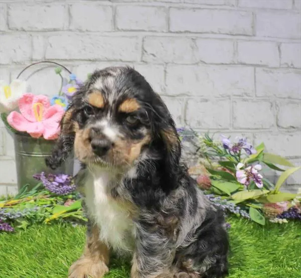 Male Cocker Spaniel puppy named Howl-Exander Hamilton for sale at Waggles Dayton.