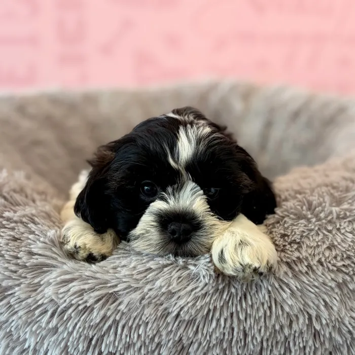 Male Teddy Bear puppy named Crispin for sale at Waggles Dayton.