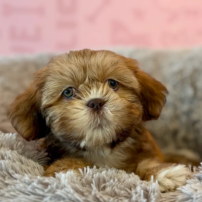 Female Lhasa Apso puppy named Honey for sale at Waggles Dayton.