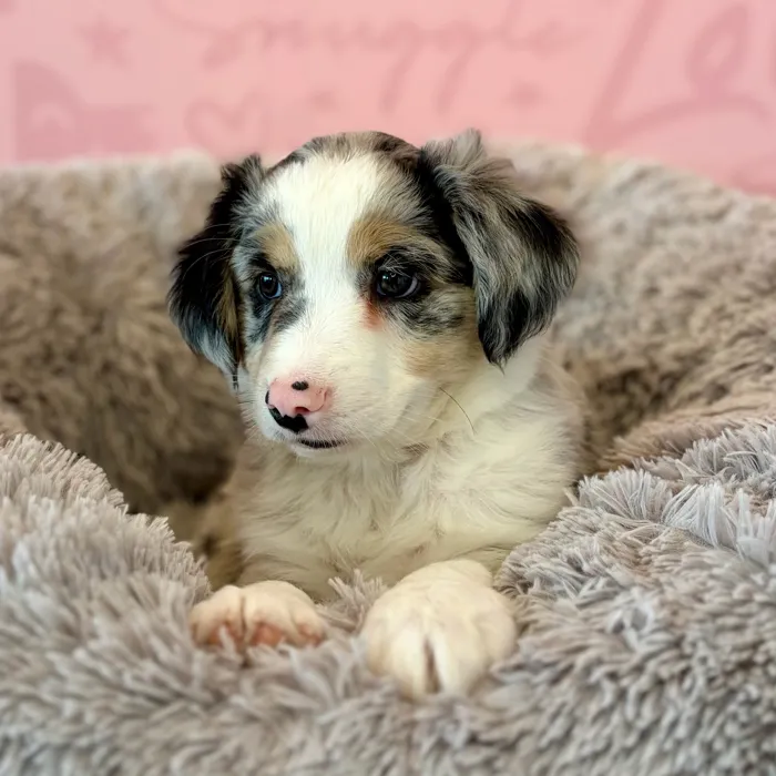 Male Mini Aussie puppy named Revere for sale at Waggles Dayton.