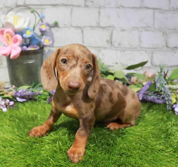 Male Dachshund puppy named Doc for sale at Waggles Dayton.