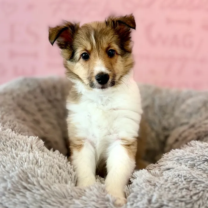 Female Sheltie puppy named Amber for sale at Waggles Dayton.