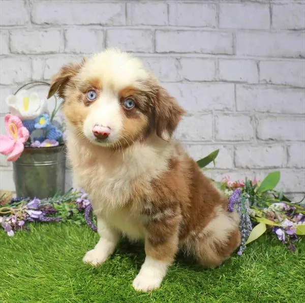 Male Mini Aussie puppy for sale at Waggles Dayton.