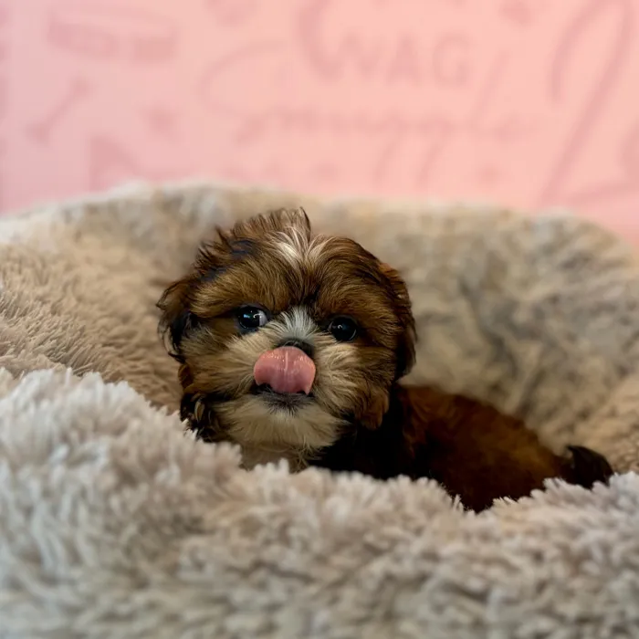 Male Shih Tzu puppy named Chunky Monkey for sale at Waggles Dayton.