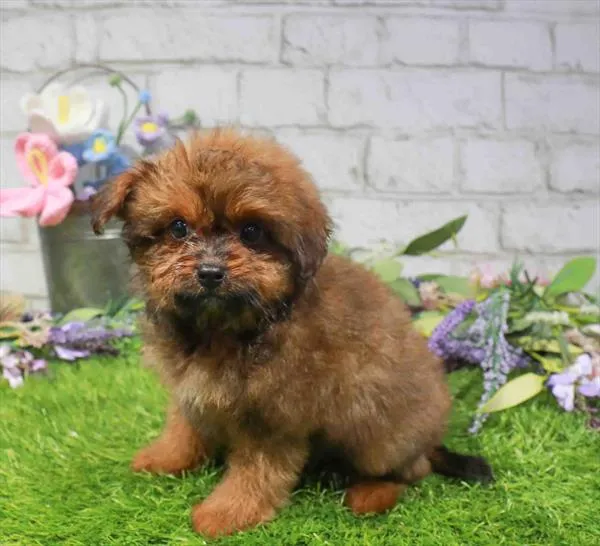 Male Pom-A-Poo puppy named Beau for sale at Waggles Dayton.