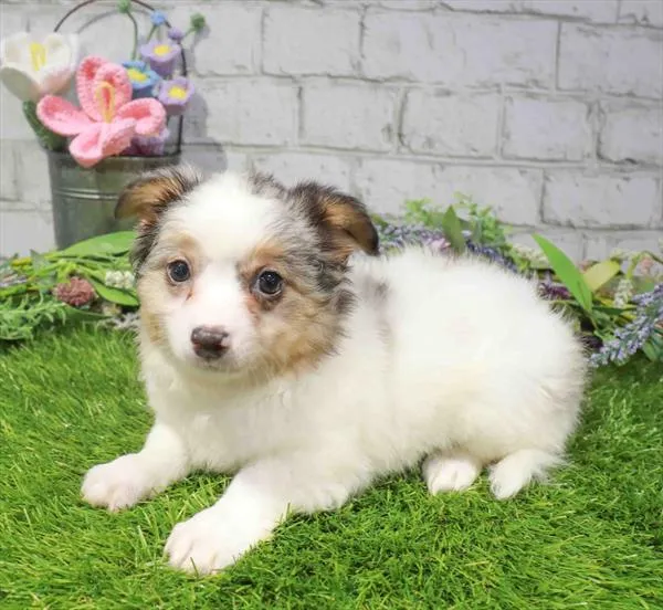 Male Chihuahua puppy for sale at Waggles Dayton.