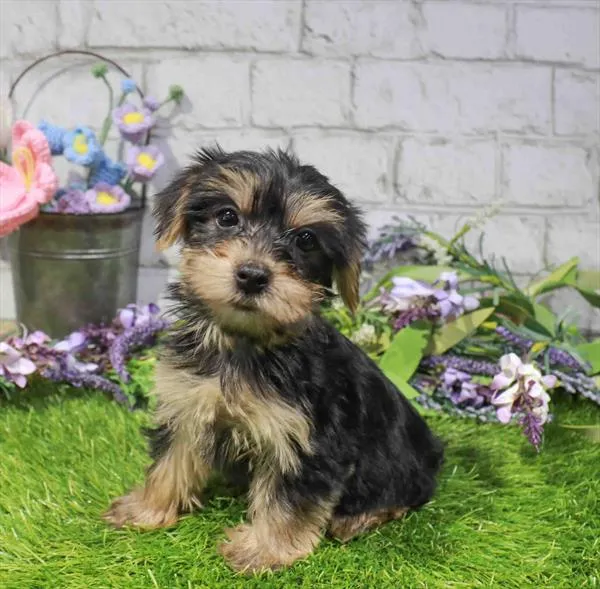 Female Yorkie puppy for sale at Waggles Dayton.