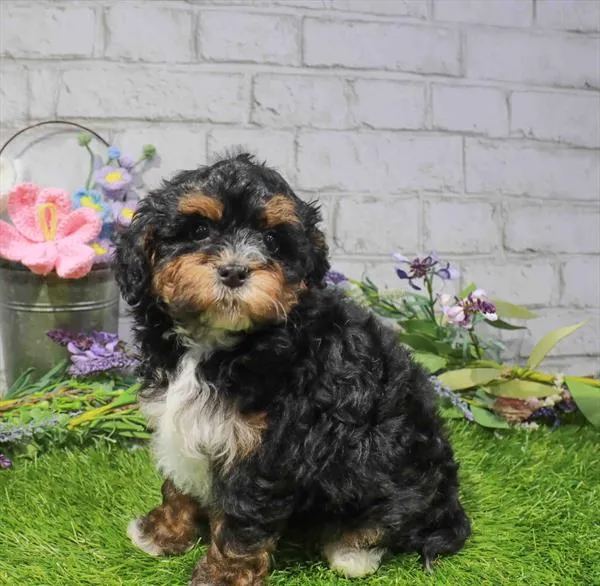 Female 2Nd Gen Mini Bernadoodle puppy named Mayor Mcfluffins for sale at Waggles Dayton.