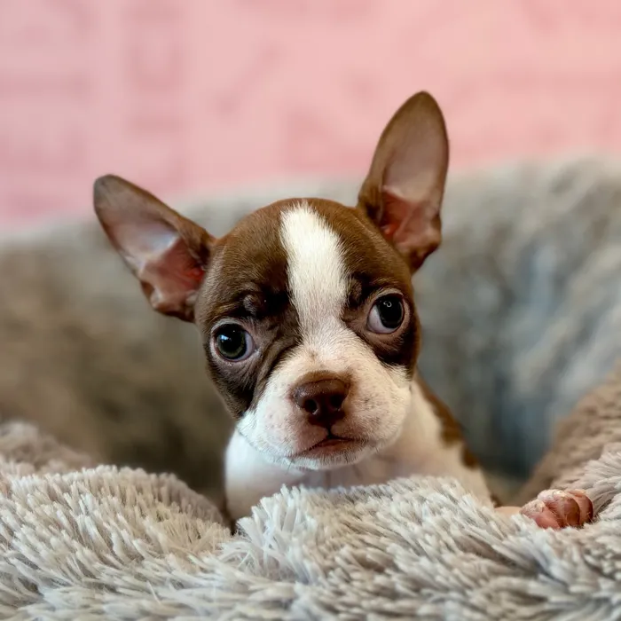 Female Boston Terrier puppy named Chai for sale at Waggles Dayton.
