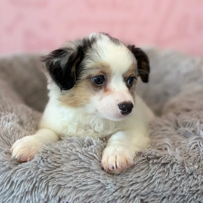 Male Chihuahua puppy named Kennedy for sale at Waggles Dayton.