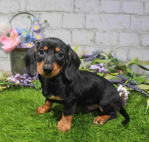 Male Dachshund puppy for sale at Waggles Dayton.
