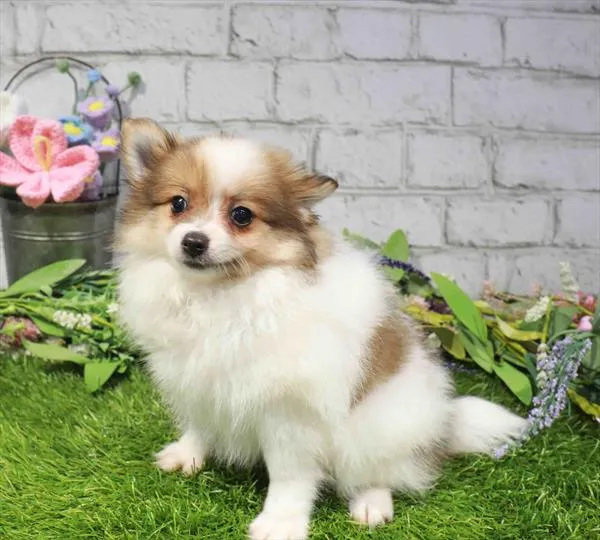 Female Pomeranian puppy for sale at Waggles Dayton.