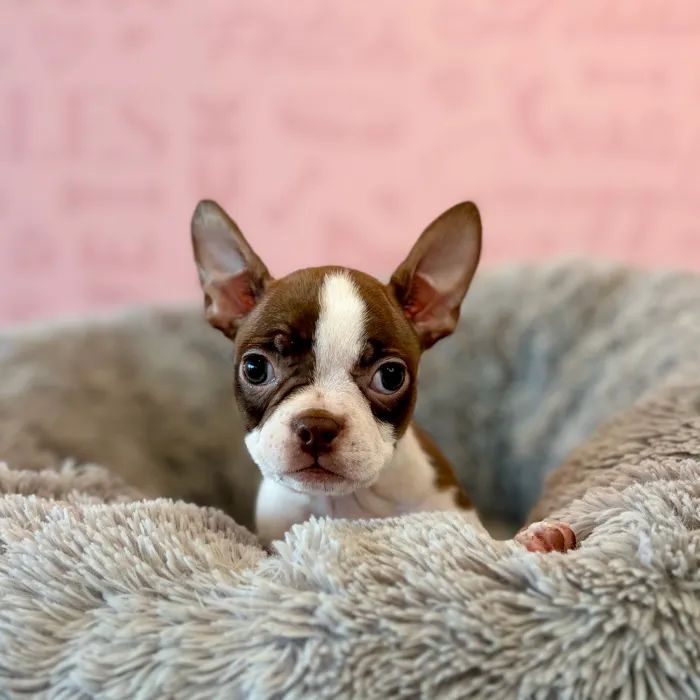 Female Boston Terrier puppy named Chai for sale at Waggles Dayton.
