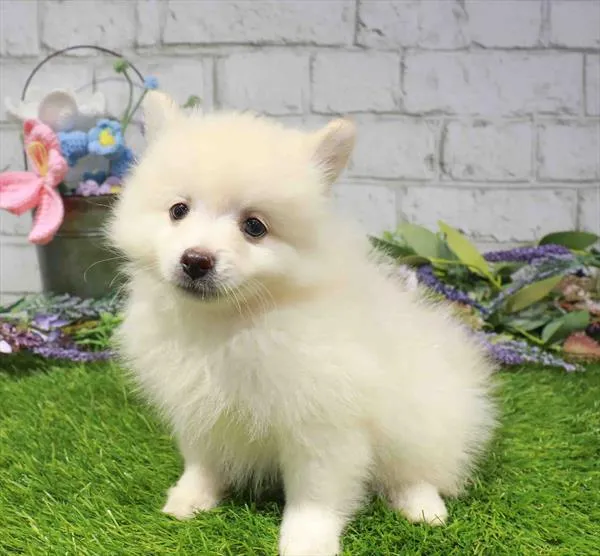 Male Pomeranian puppy named Parmesean for sale at Waggles Dayton.
