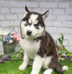 Female Siberian Husky puppy named Peach for sale at Waggles Dayton.