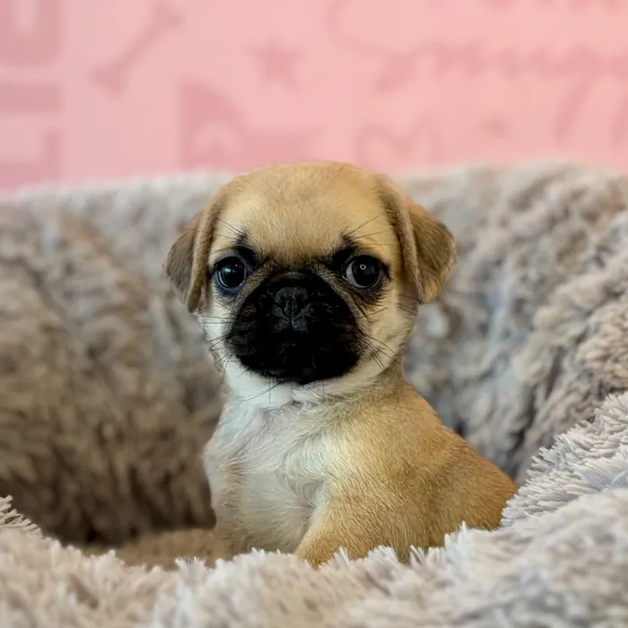 Female Pug puppy named Polly for sale at Waggles Dayton.