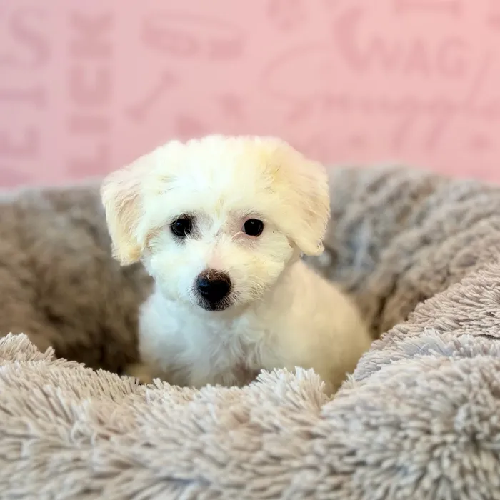 Female Bichon puppy named Remy for sale at Waggles Dayton.