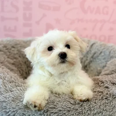 Female Morkie puppy named Gidget for sale at Waggles Dayton.