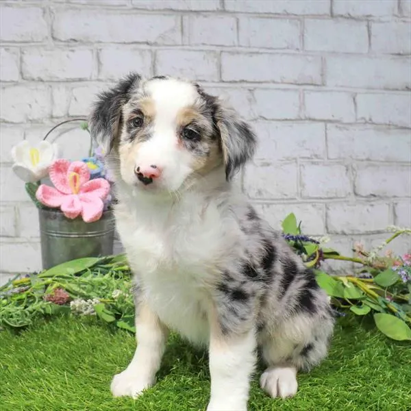 Male Mini Aussie puppy named Revere for sale at Waggles Dayton.