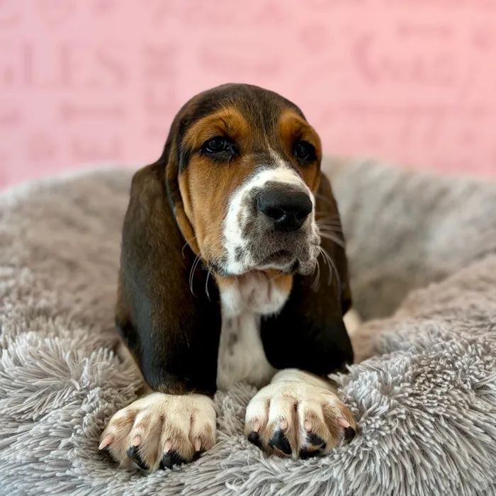 Male Basset Hound puppy named Biscuit for sale at Waggles Dayton.