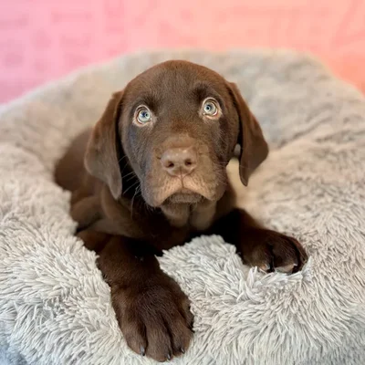 Male Labrador Retriever puppy named Chorizo for sale at Waggles Dayton.
