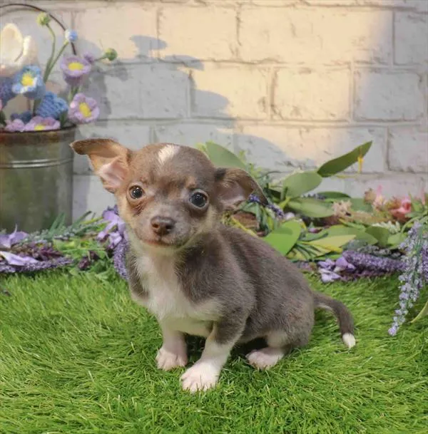 Male Chihuahua puppy named Peewee for sale at Waggles Dayton.