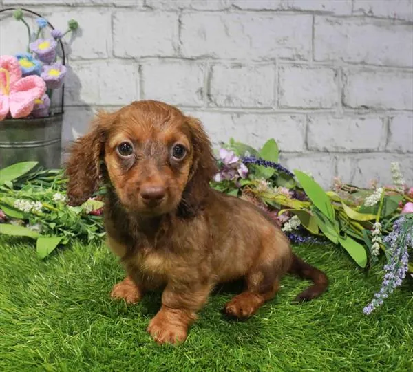 Female Dachshund puppy for sale at Waggles Dayton.