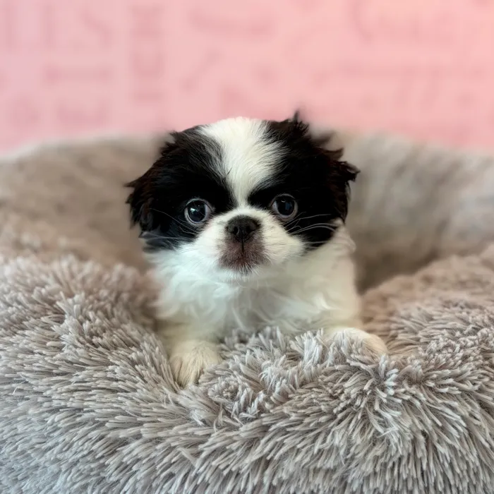 Female Japanese Chin puppy named Poppi for sale at Waggles Dayton.