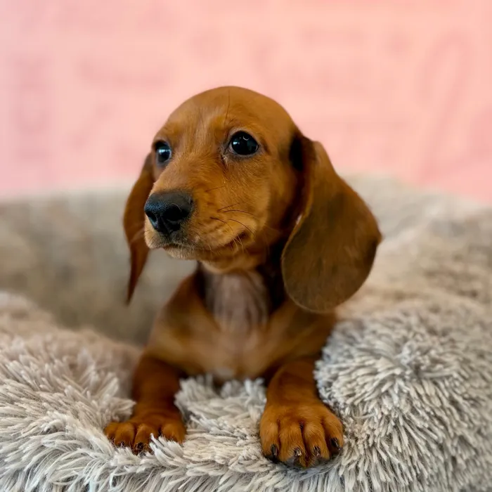 Male Dachshund puppy named Apple for sale at Waggles Dayton.