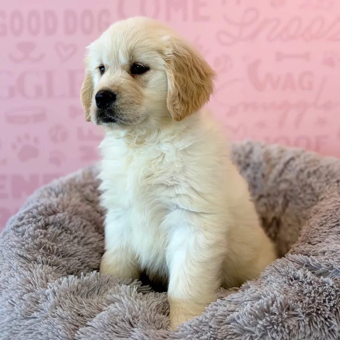 Female Golden Retriever puppy named Marley for sale at Waggles Dayton.