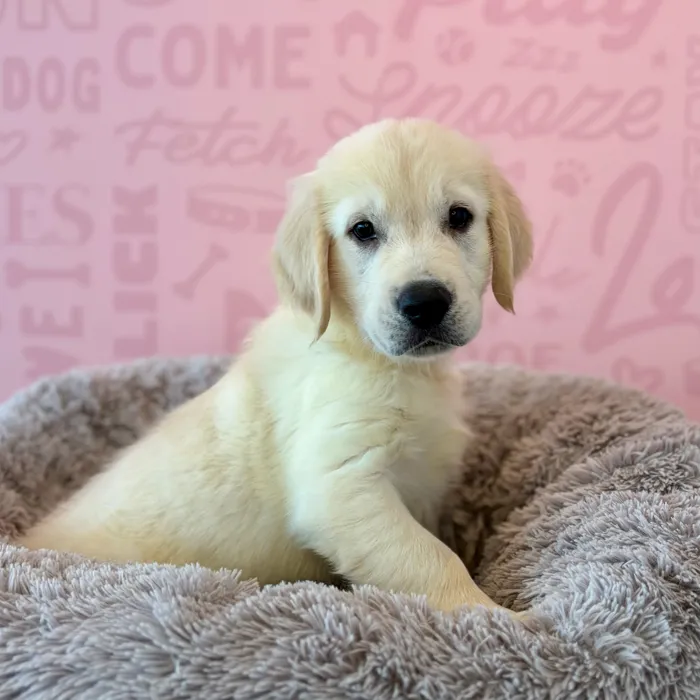 Male Golden Retriever puppy named Guinness for sale at Waggles Dayton.