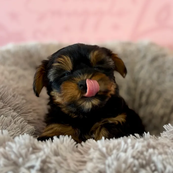 Female Yorkie puppy named Brownie Sundae for sale at Waggles Dayton.