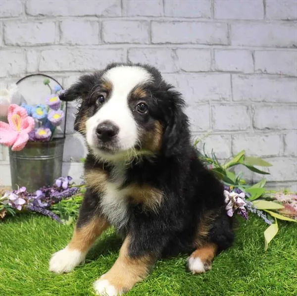 Male Hybrid puppy for sale at Waggles Dayton.