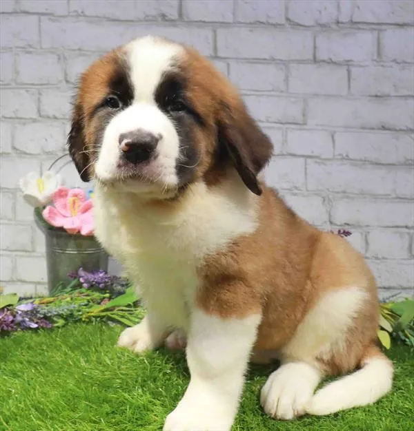 Female Saint Bernard puppy named Madame Droolface for sale at Waggles Dayton.