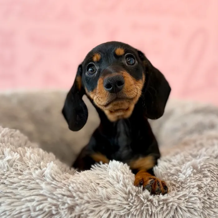 Male Dachshund puppy named Jager for sale at Waggles Dayton.
