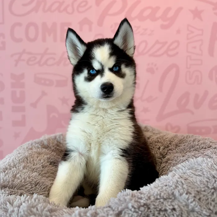 Female Siberian Husky puppy named Ice Cream Sandwich for sale at Waggles Dayton.