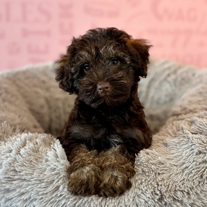 Male Schnoodle puppy named Cardigan for sale at Waggles Dayton.