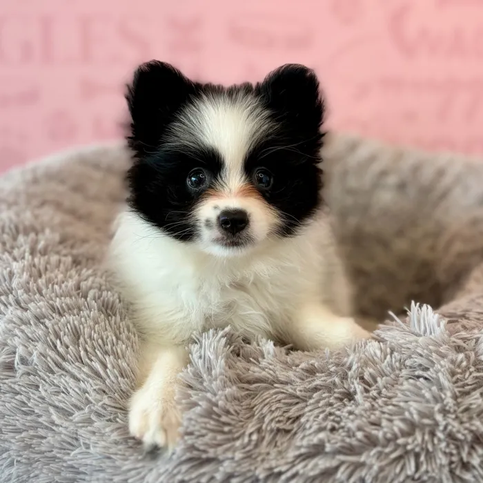 Female Pomeranian puppy named Sienna for sale at Waggles Dayton.