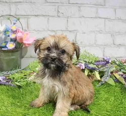 Female Havashire puppy named Cherry for sale at Waggles Dayton.