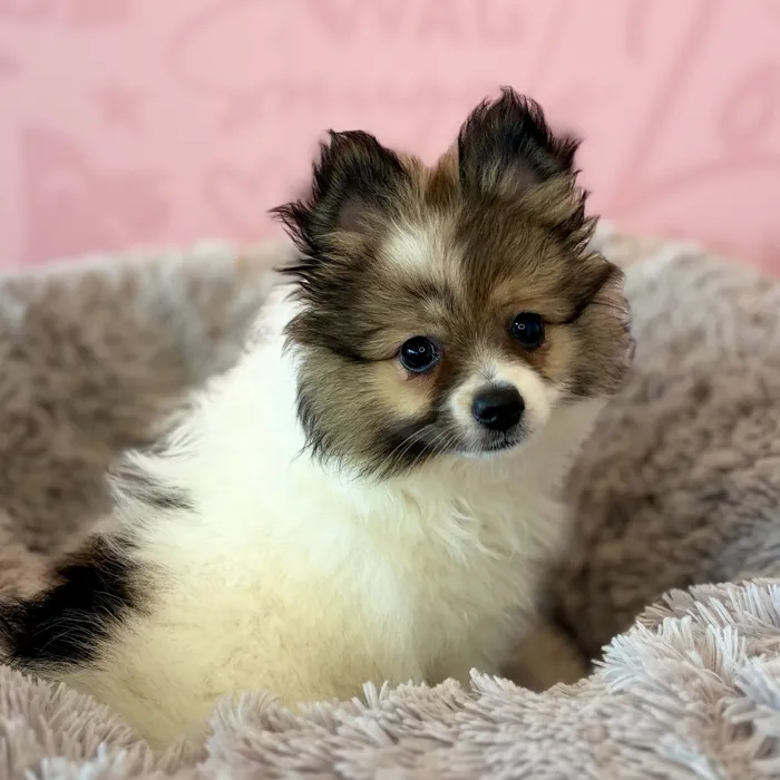 Female Pomeranian puppy named Spritz for sale at Waggles Dayton.